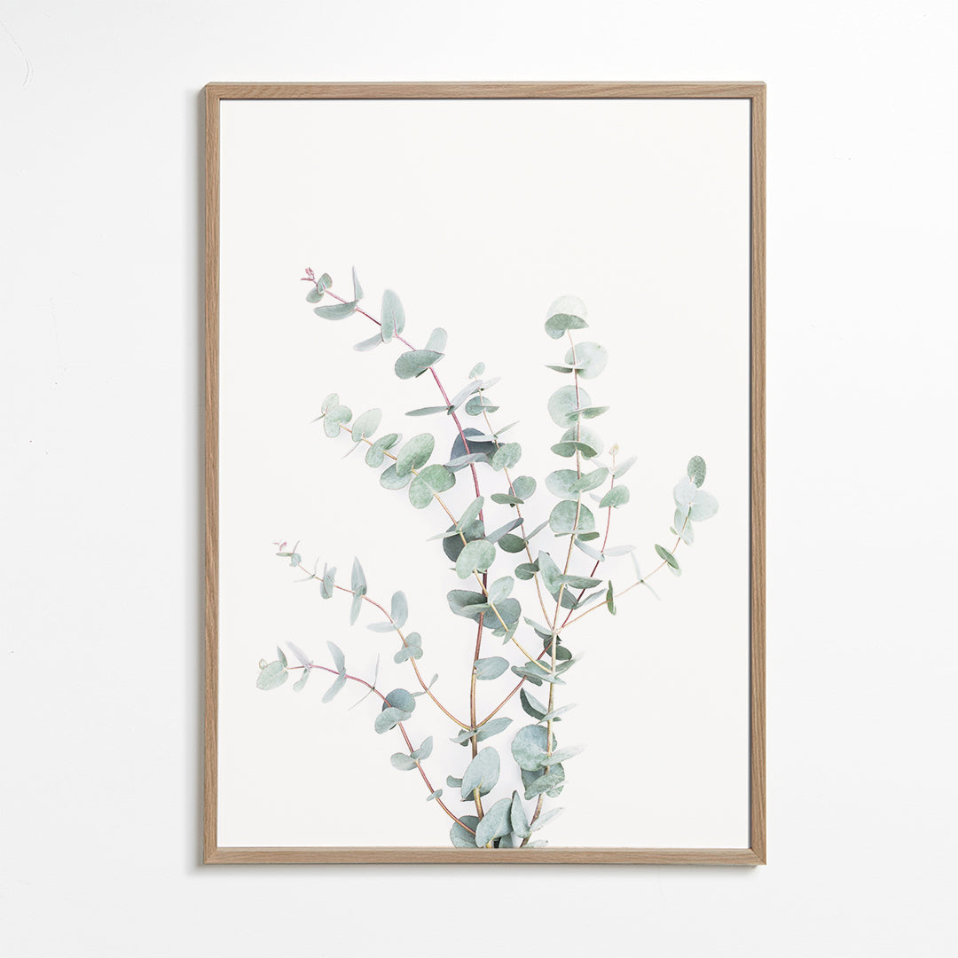 Eucalyptus Branch