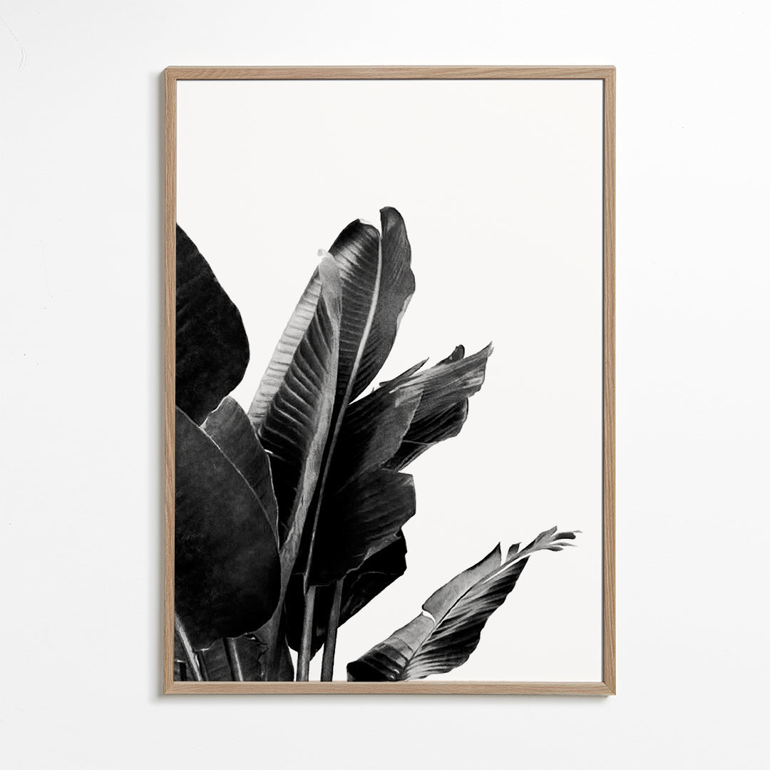 Bird of Paradise Plant Black and White 02