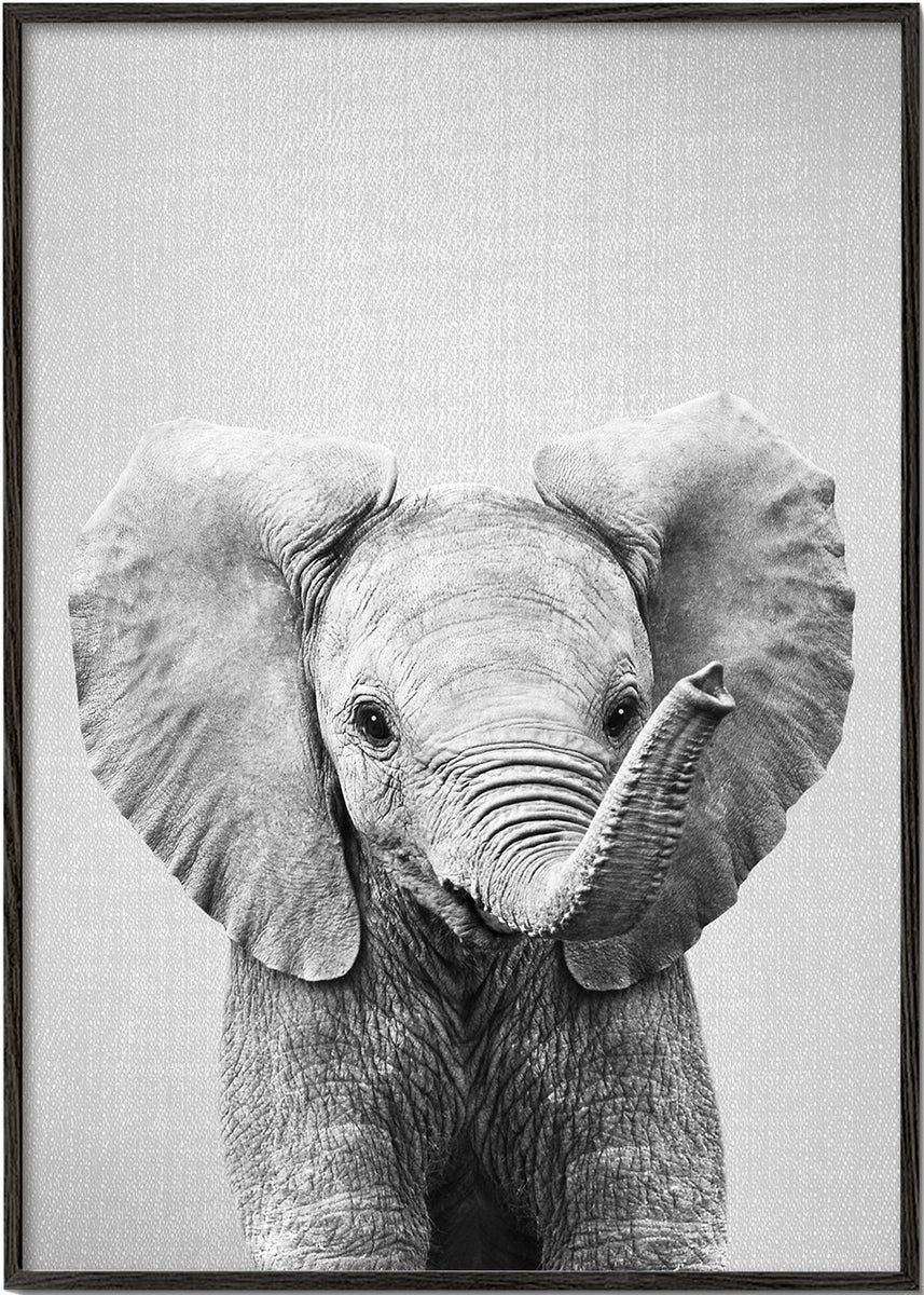 Art Photography Baby Elephant