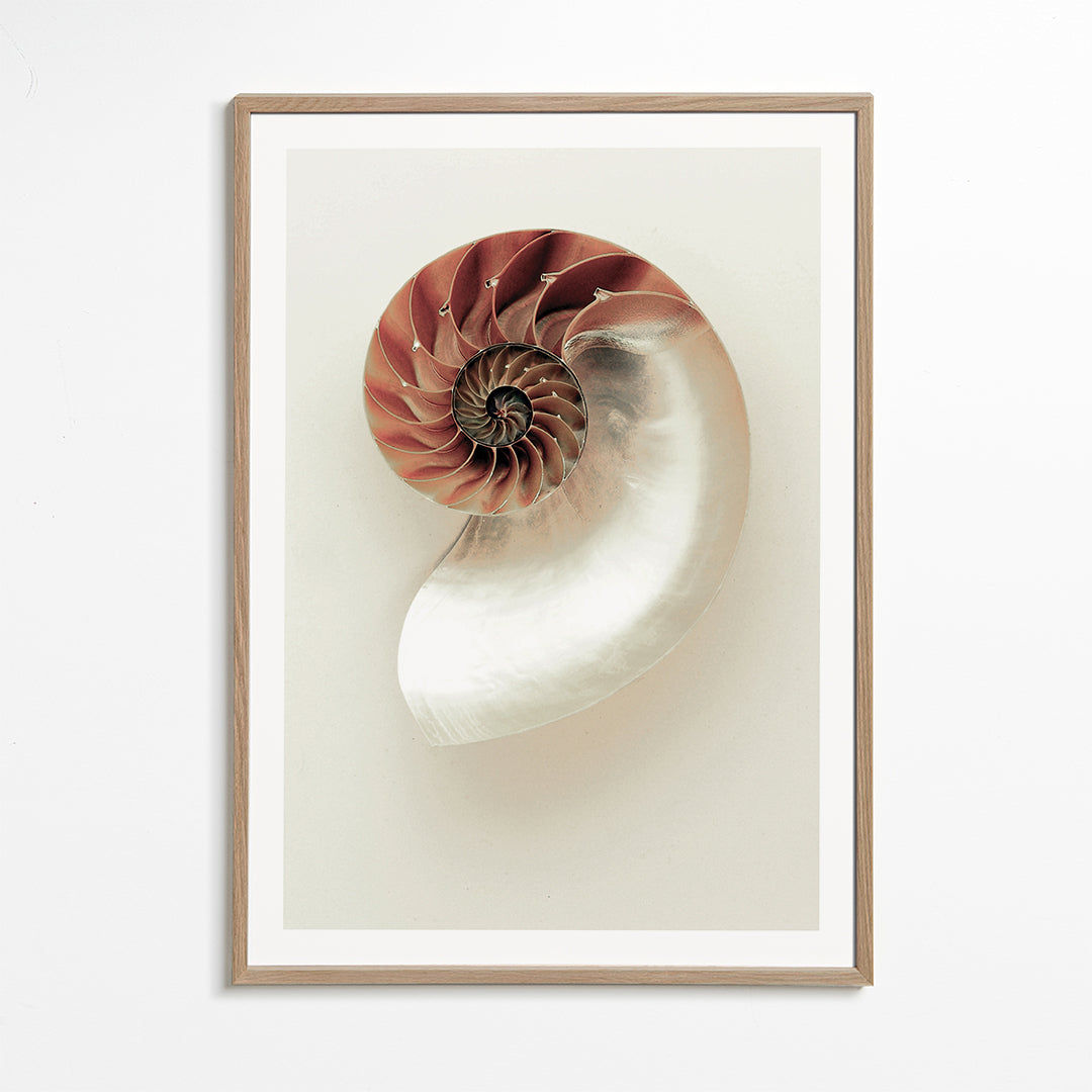 Sea opened snail