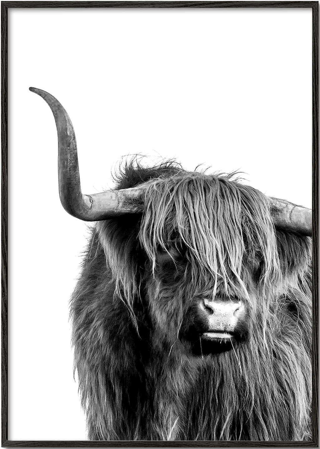 Highlands bull