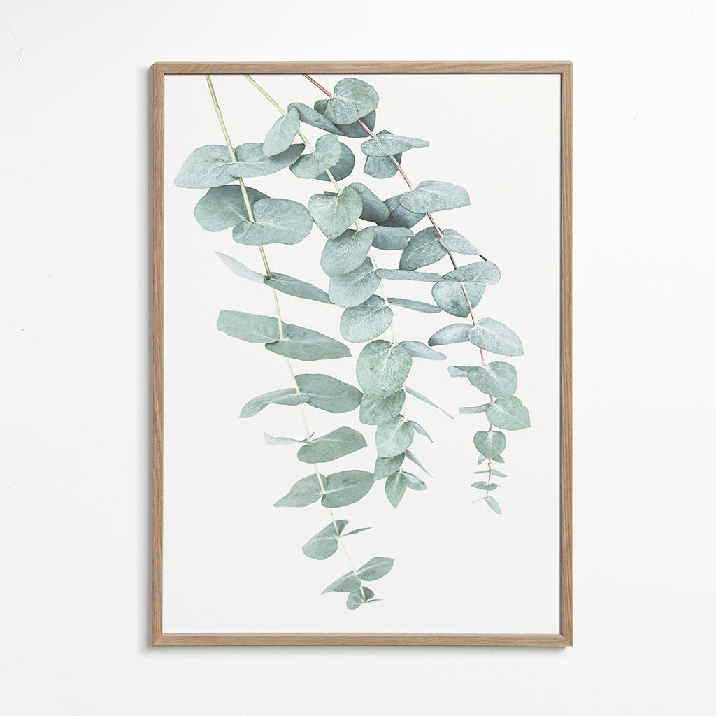 Eucalyptus I