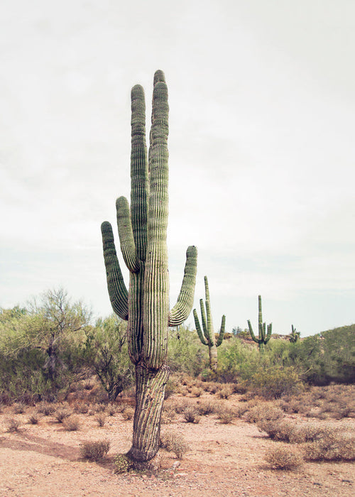 Botanical print: desert cactus portrait