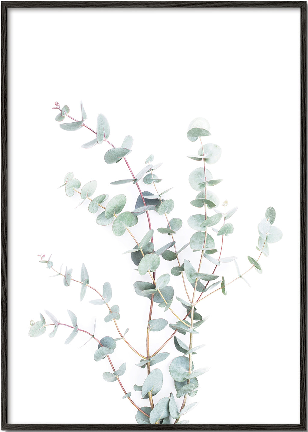 Eucalyptus Branch
