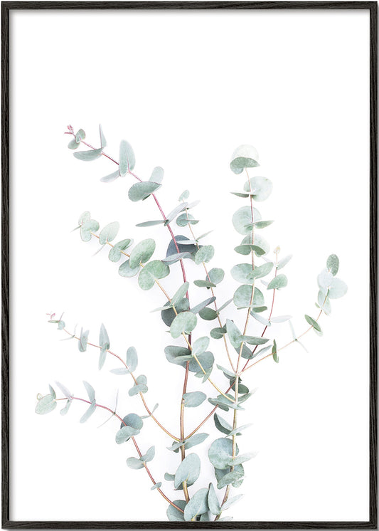 Eucalyptus Branch