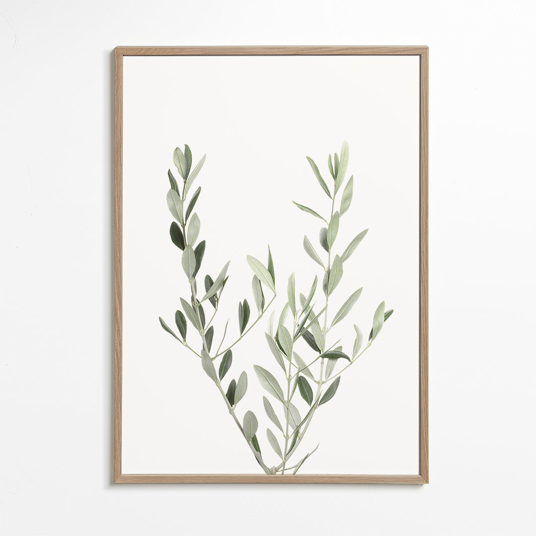 Olive Branch