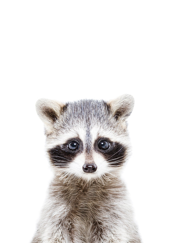 Baby Racoon