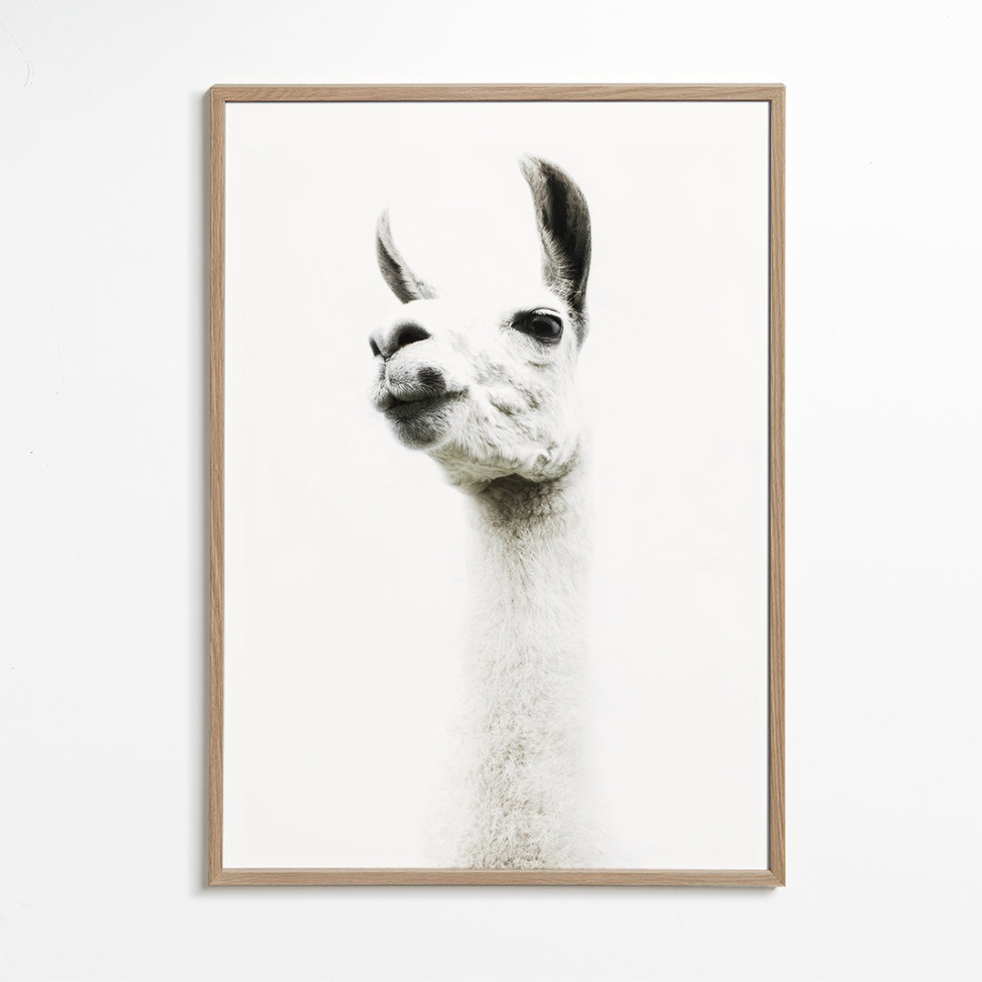 Llama II  2