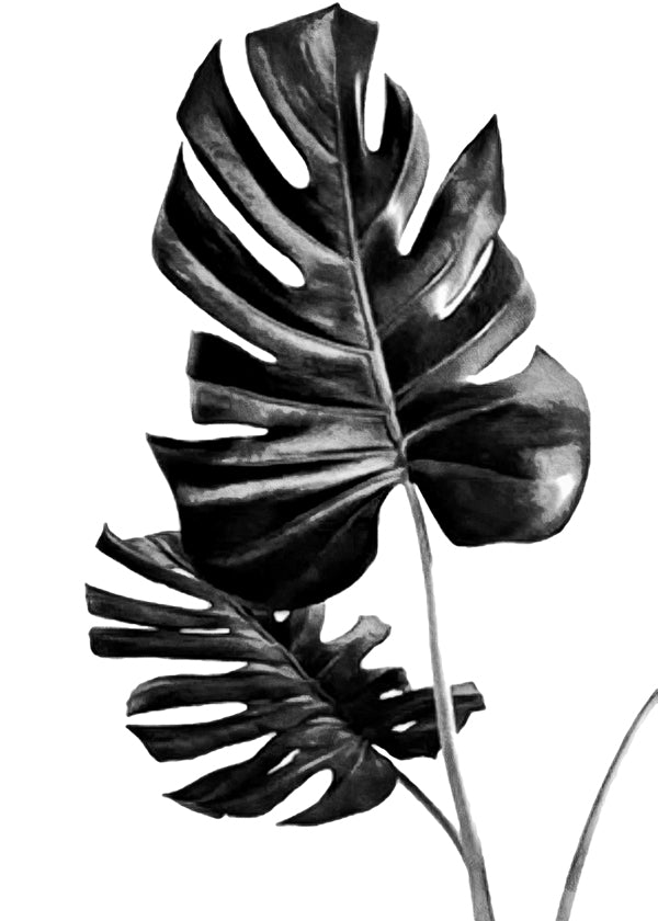 Monstera Black and White 01