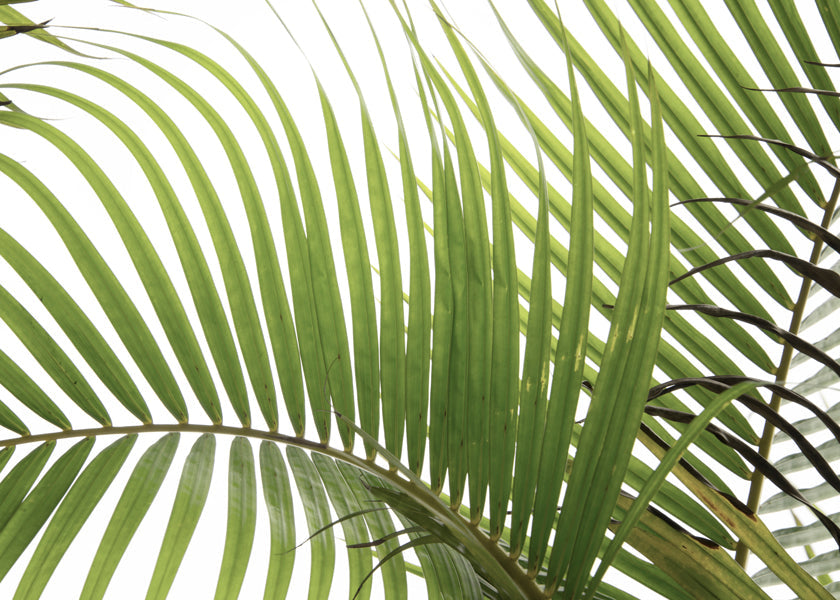 Palm Leaves 02