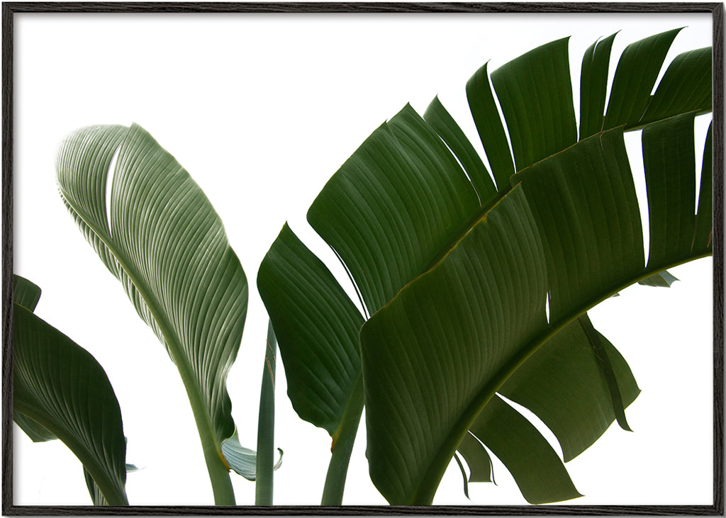 Travellers Palm Leaves 06