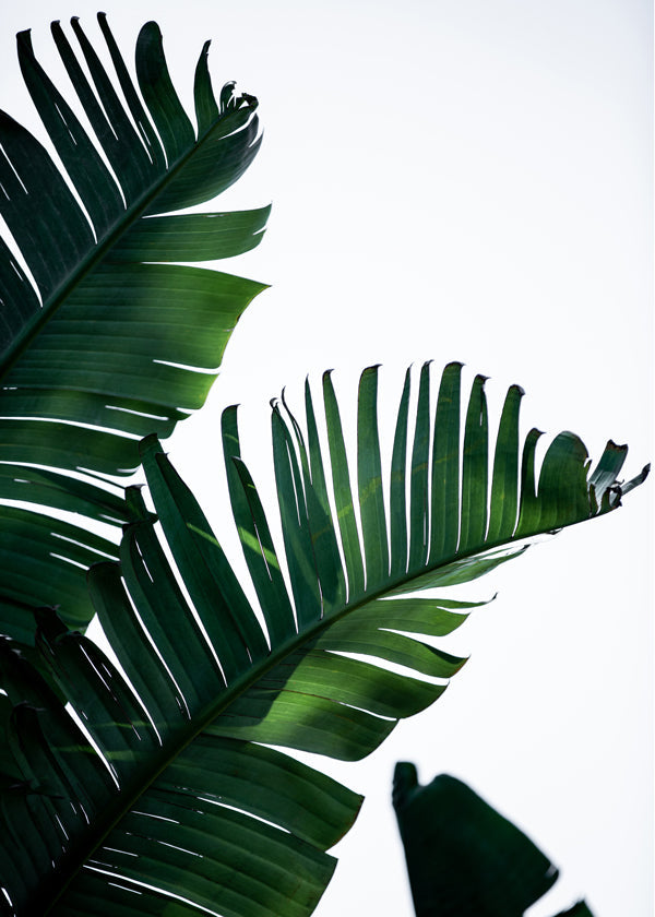 Banana Leaves 10
