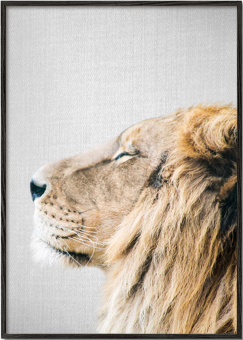 Lion Portrait