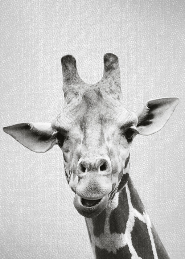 Giraffe - Black & White