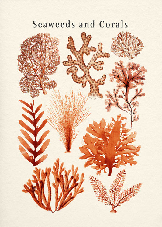 Seaweed & Corals Collection