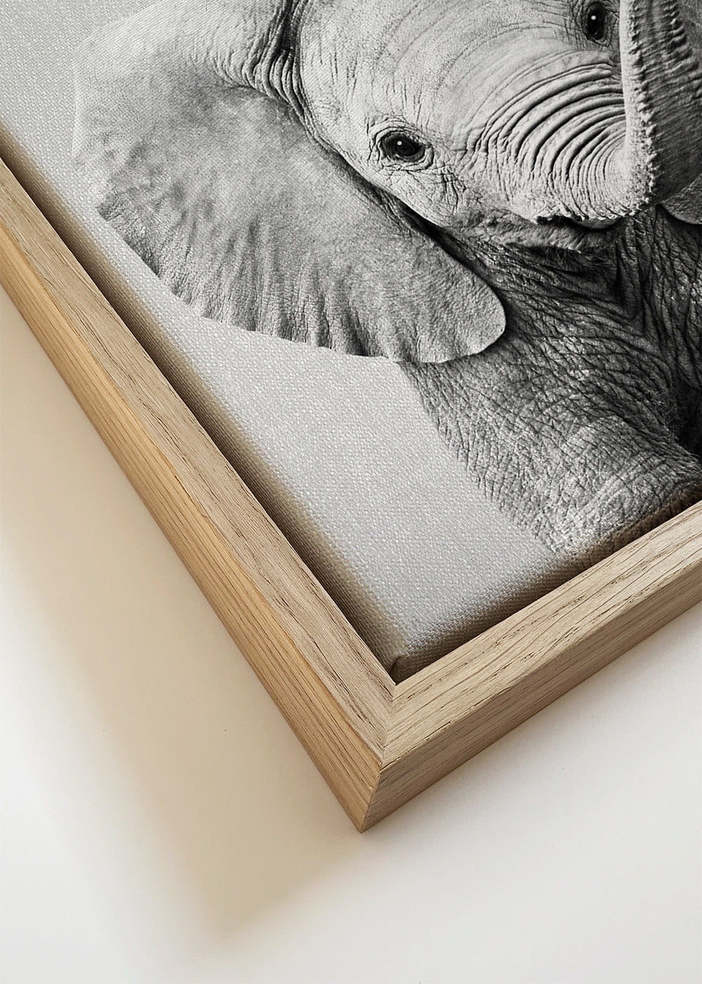 Baby Elephant - Black & White
