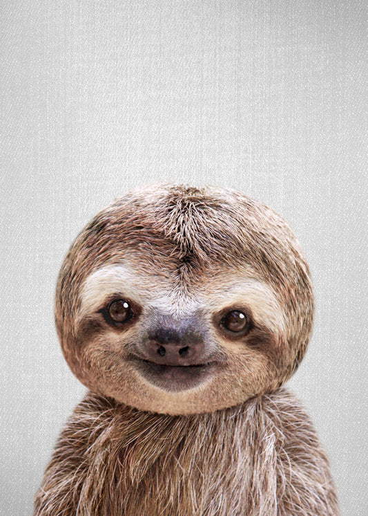 Baby Sloth