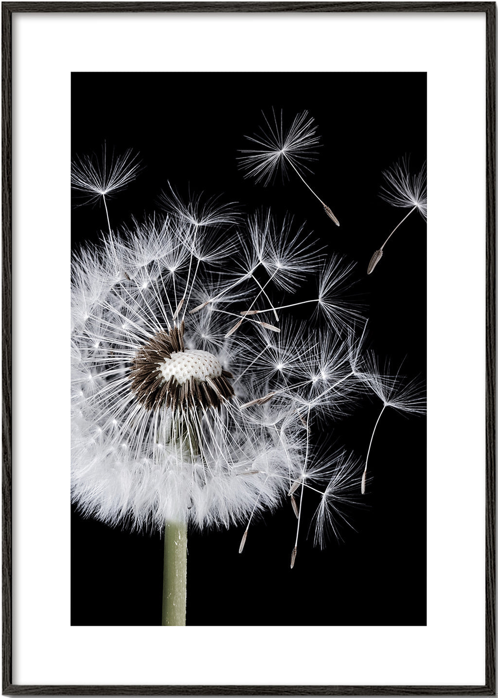 Dandelion Blowing - Bess Hamiti