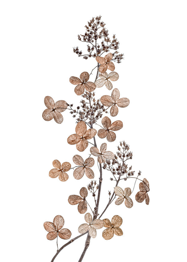 Hydrangea Paniculata - Mandy Disher