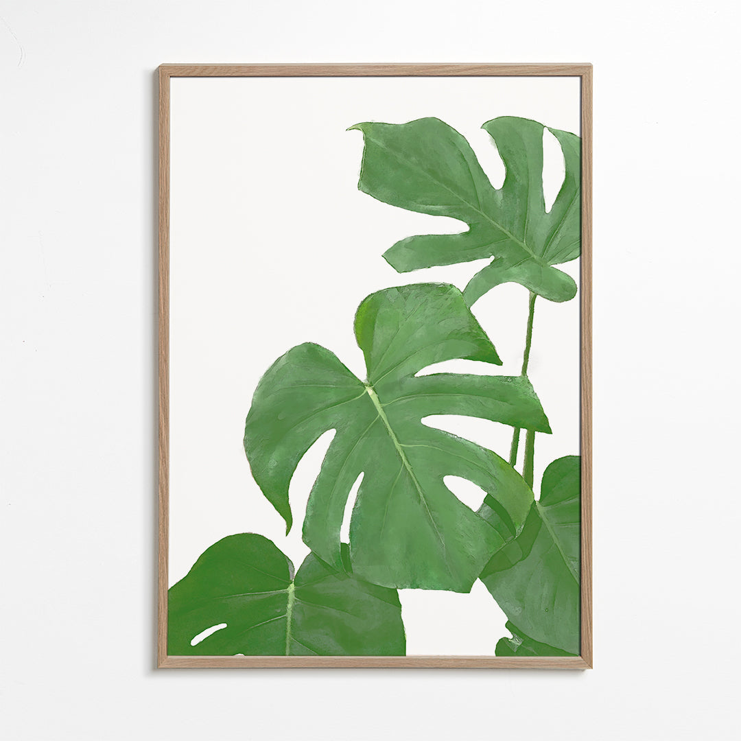 Monstera Green 03 - 1x Studio II