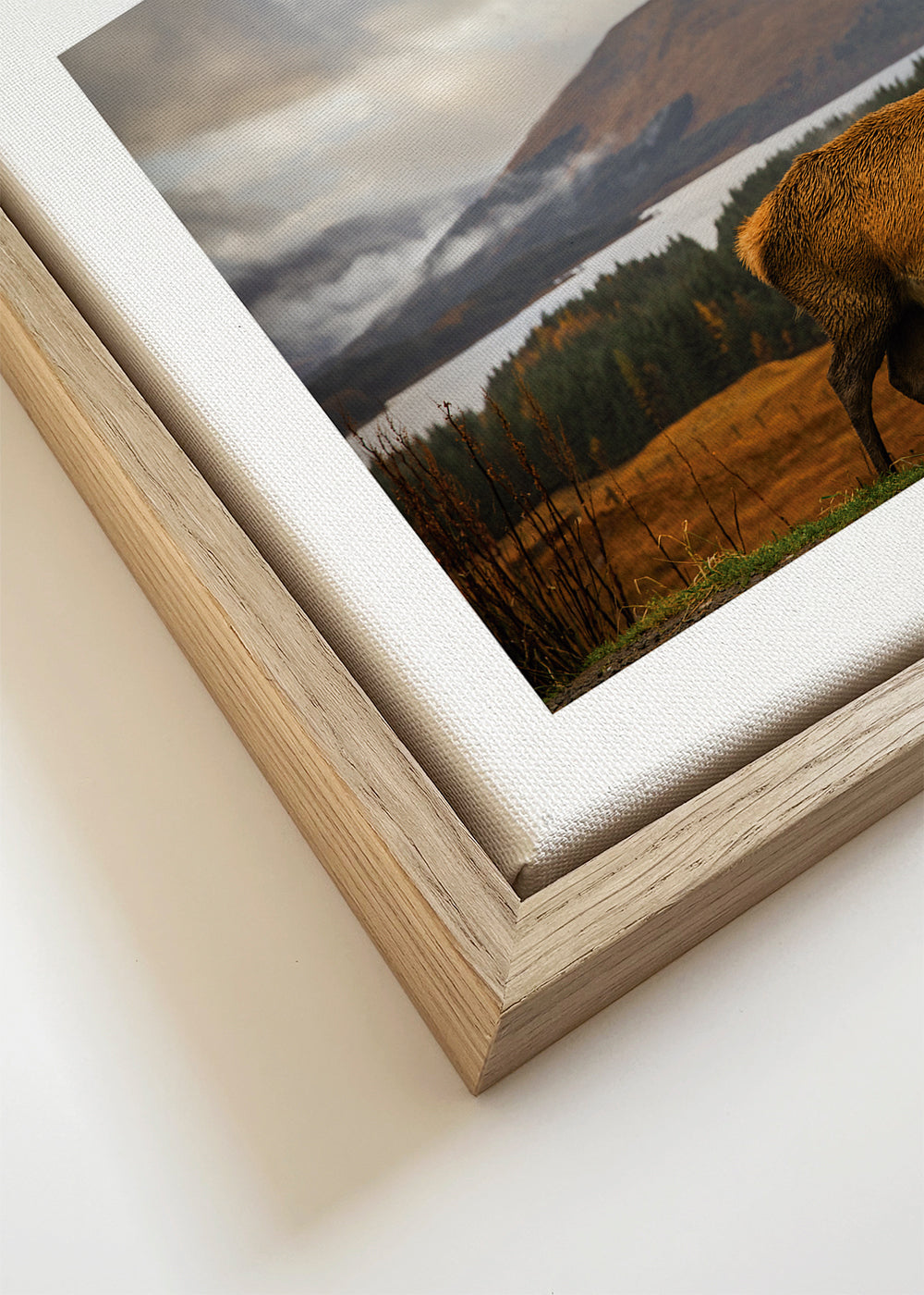 Scottish Stag - Adrian Popan