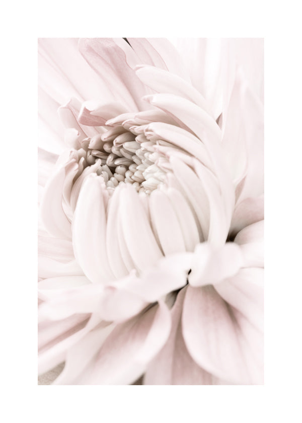 Chrysanthemum No 05