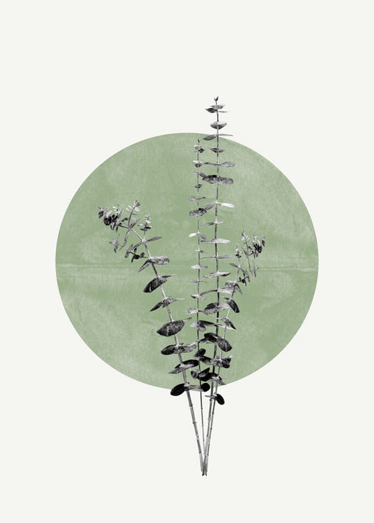 Eucalyptus and Green Moon - THE MIUUS STUDIO