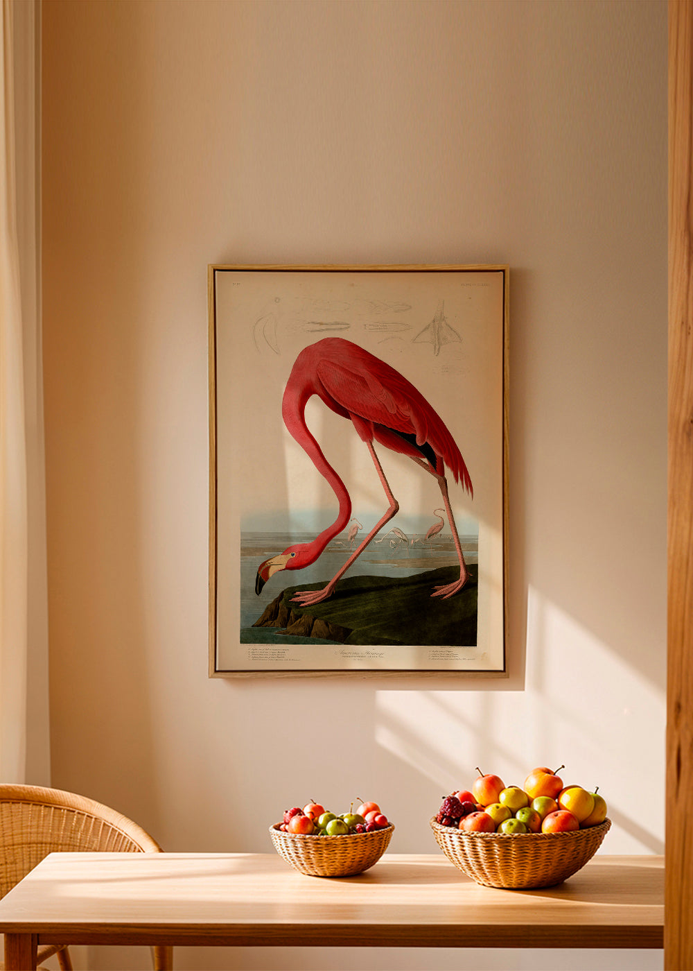 Audubon American Flamingo - The Birds of America