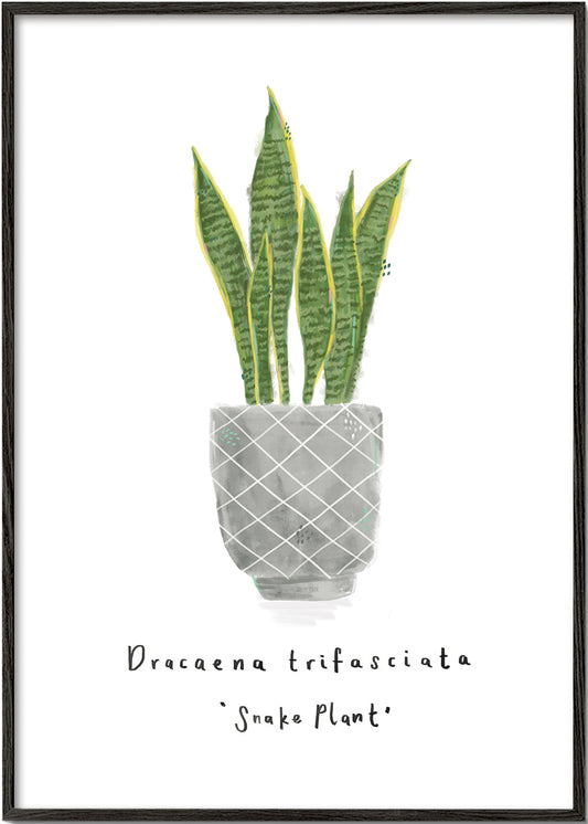 Illustrated Dracaena trifasciata - Snake Plant -Mother-in-law's tongue House plant