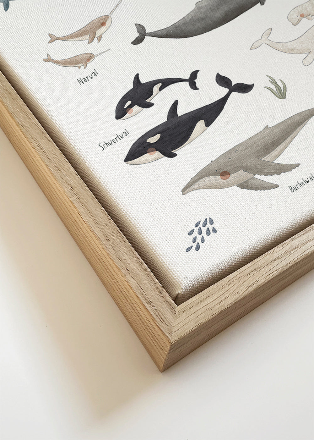 Ballenas fondo blanco (aleman)