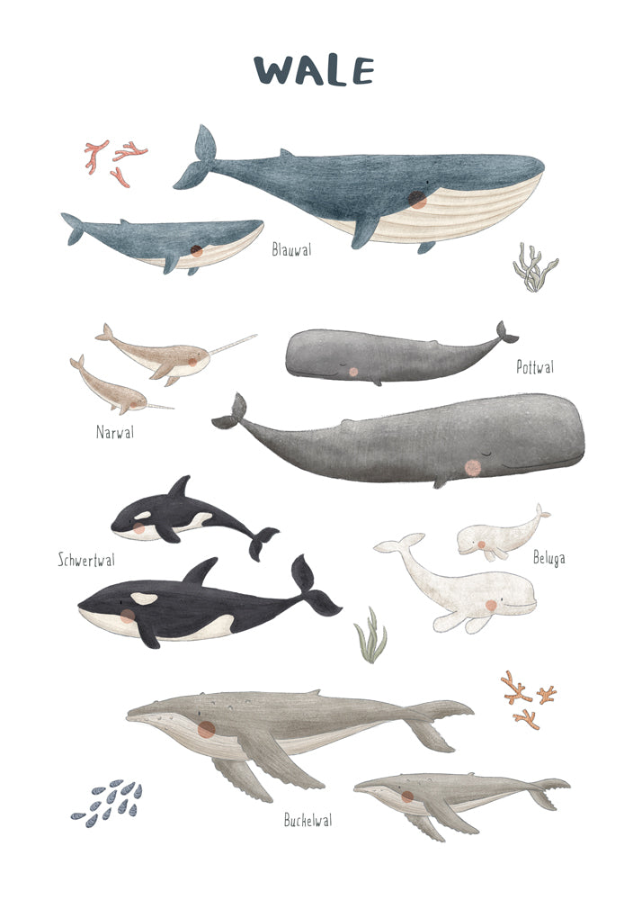 Ballenas fondo blanco (aleman)