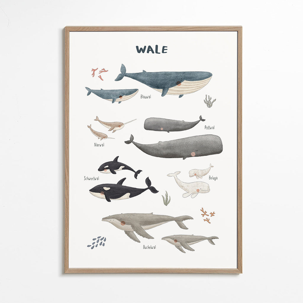 Ballenas fondo blanco (aleman)