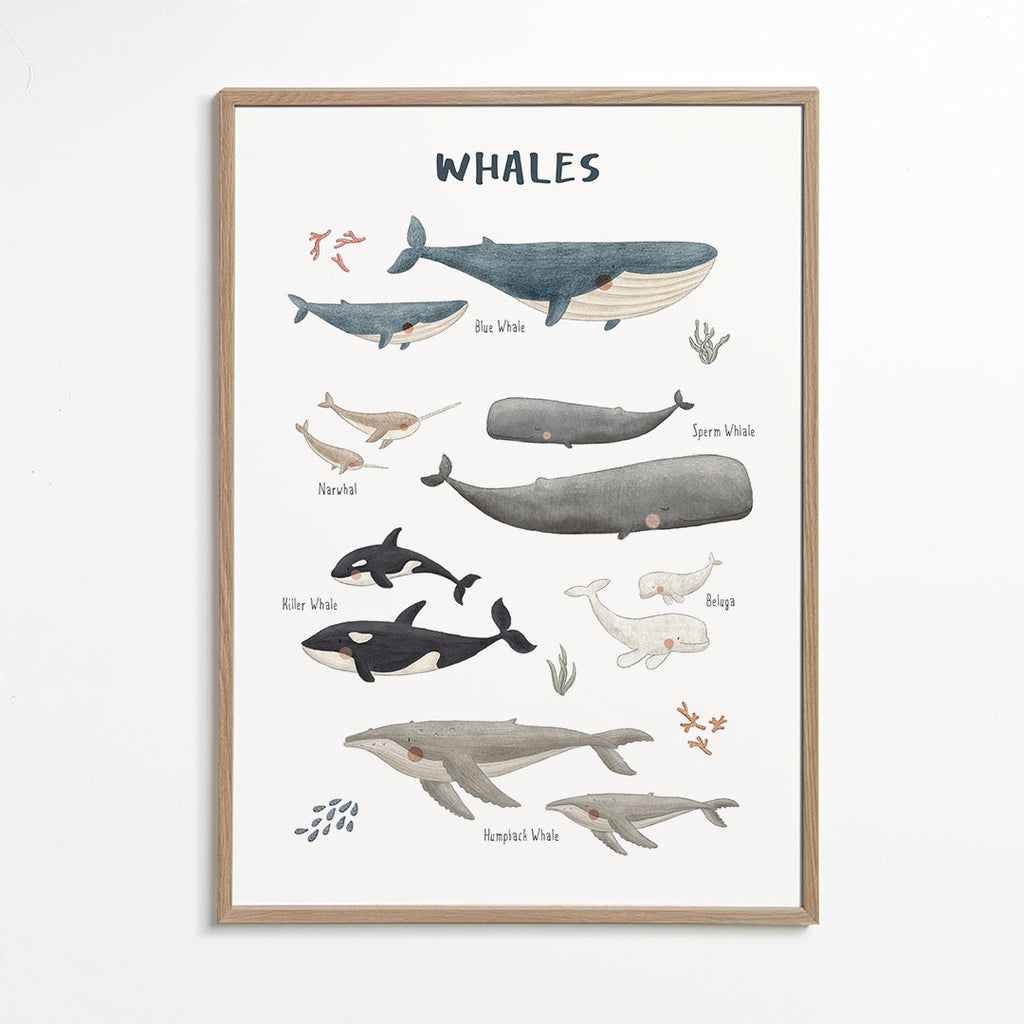 Ballenas fondo blanco (inglés)