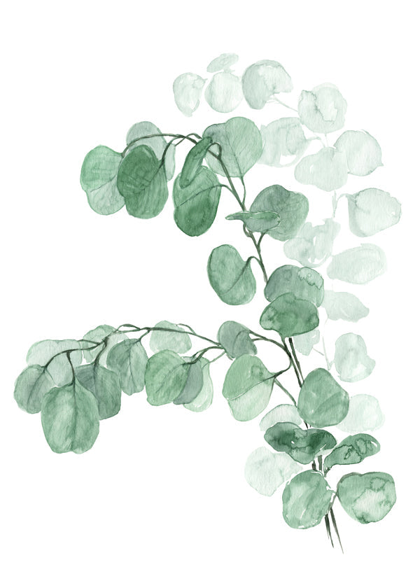 Watercolor silver dollar eucalyptus
