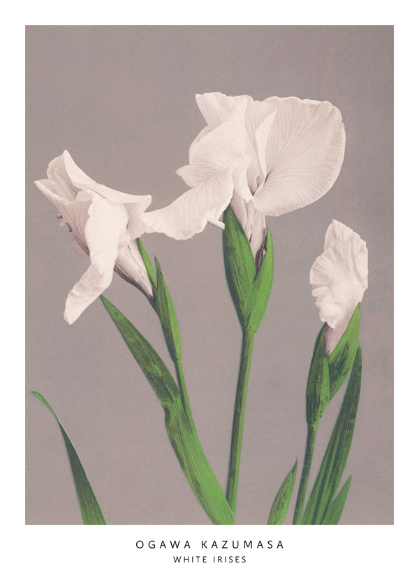 Ogawa Kazumasa White Irises