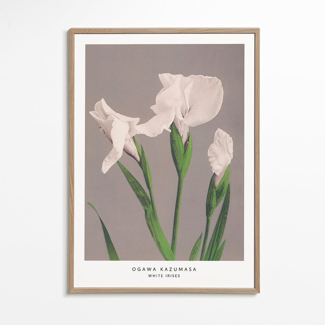 Ogawa Kazumasa White Irises