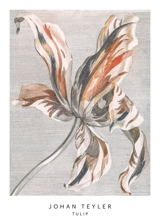 Johan Teyler Tulip