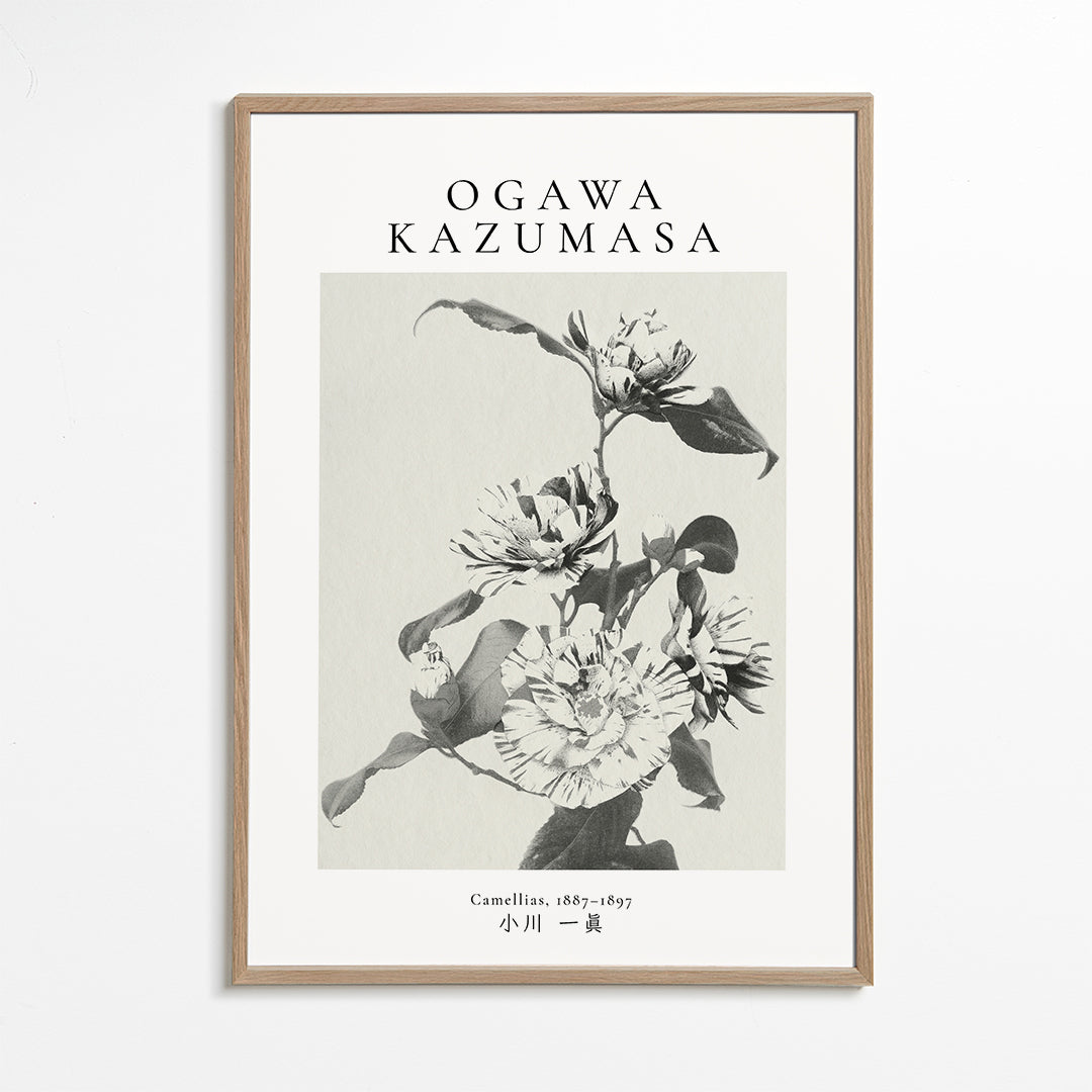 Striped camellias remix by Ogawa Kazumasa