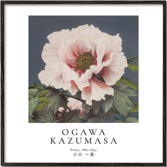 Peony by Ogawa Kazumasa - Square