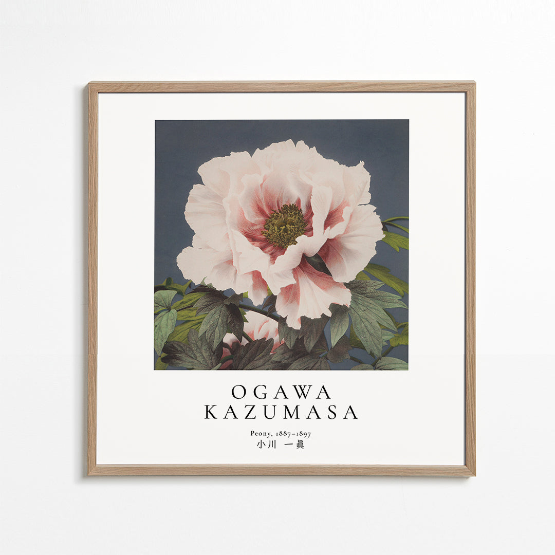 Peony by Ogawa Kazumasa - Square