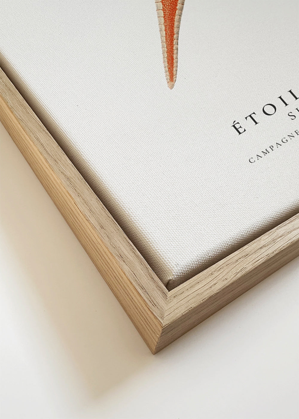 Starfish (Étoile de mer) I - Sealife Collection