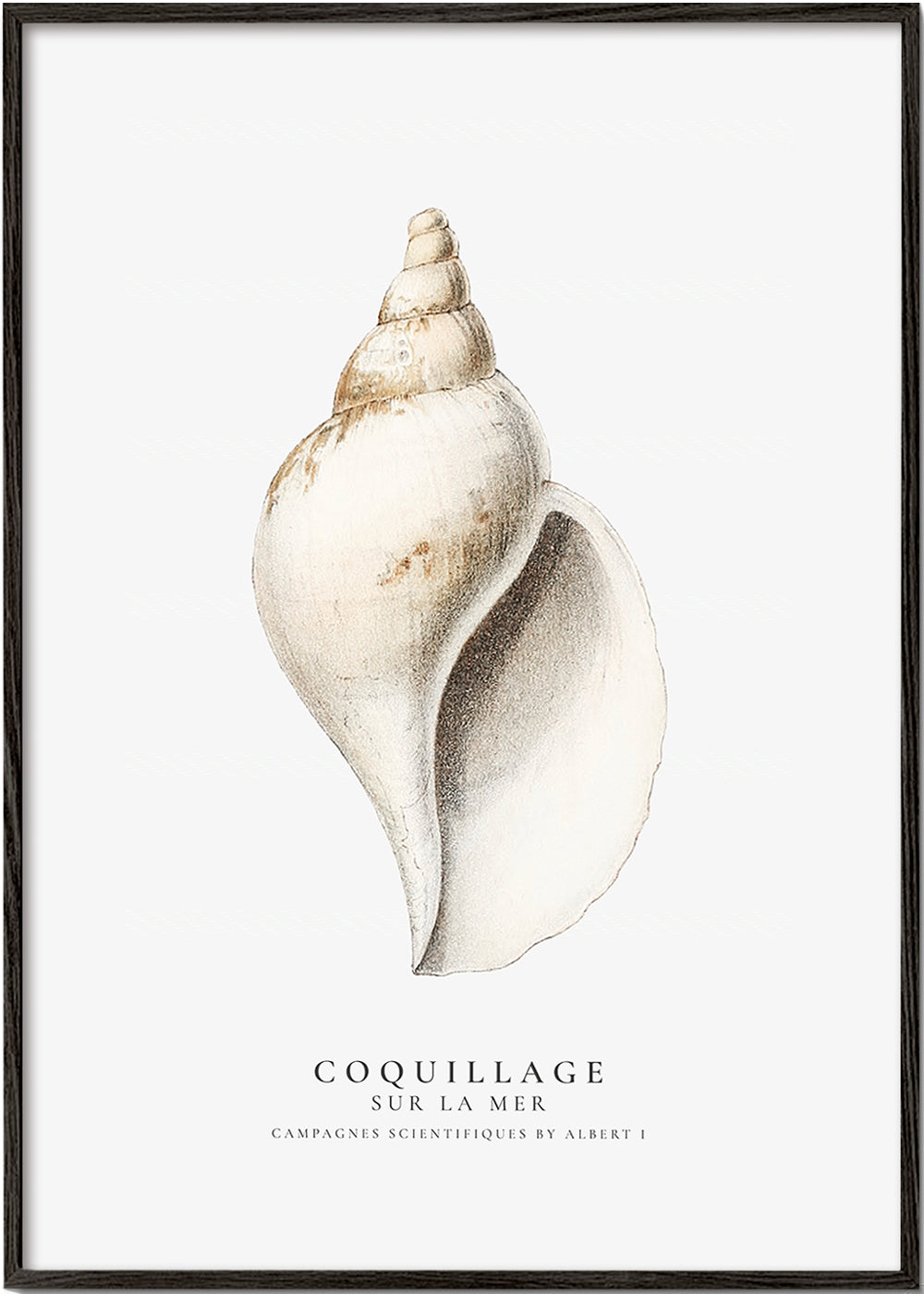 The gastropod shell (Coquillage) - Sealife Collection