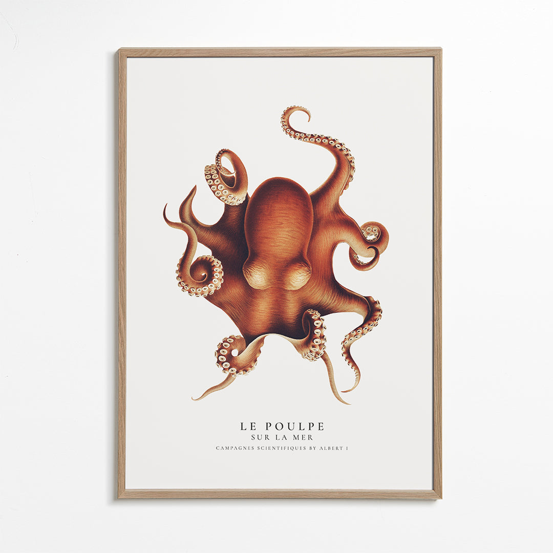 The Octopus (Le Poulpe) - Sealife Collection