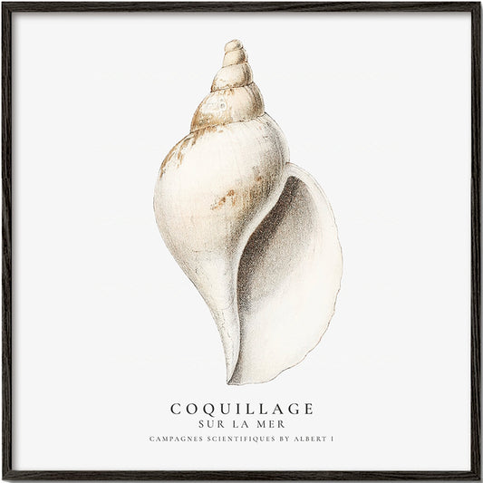 The gastropod shell (Coquillage) - Sealife Collection - SQUARE