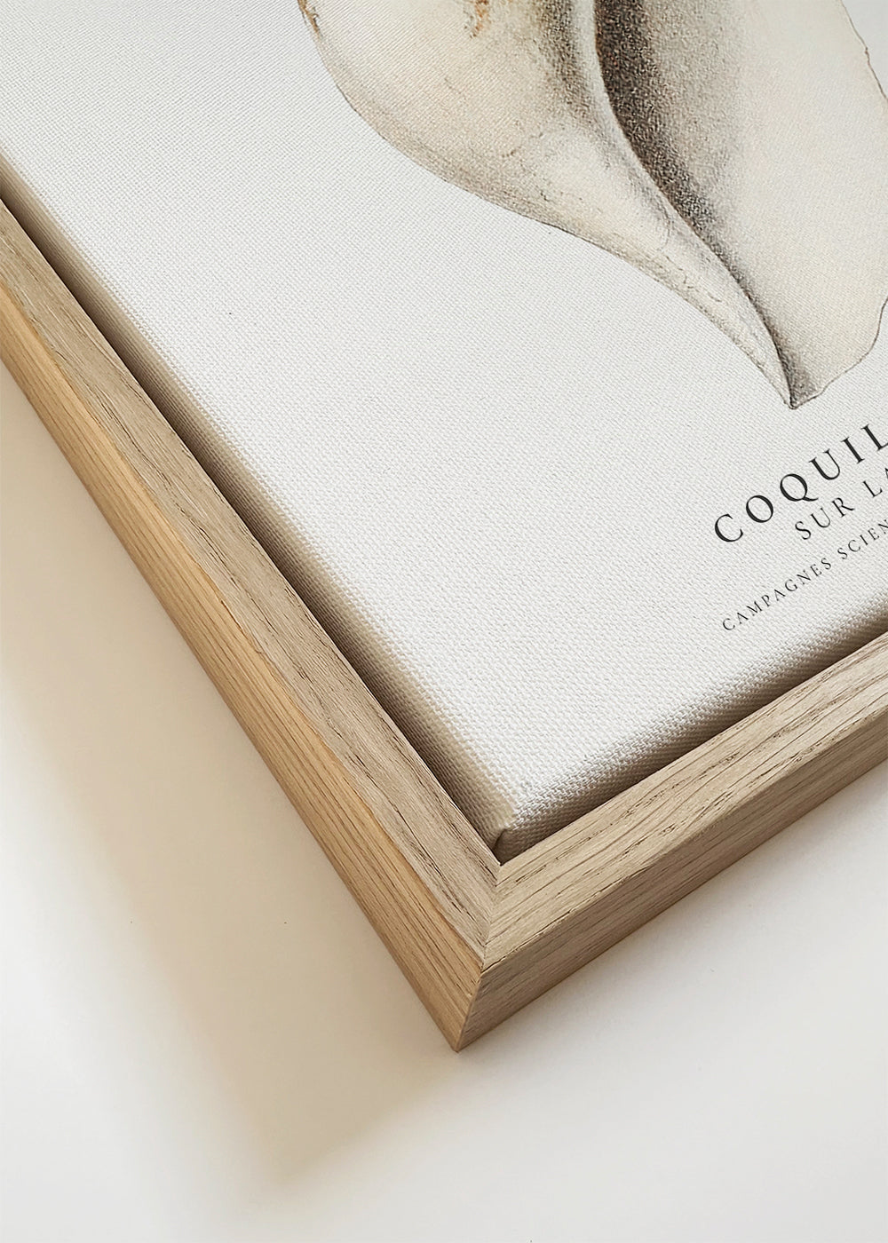 The gastropod shell (Coquillage) - Sealife Collection - SQUARE