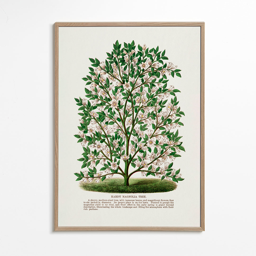 Hardy Magnolia Tree Lithograph - Botanical Specimen Rochester