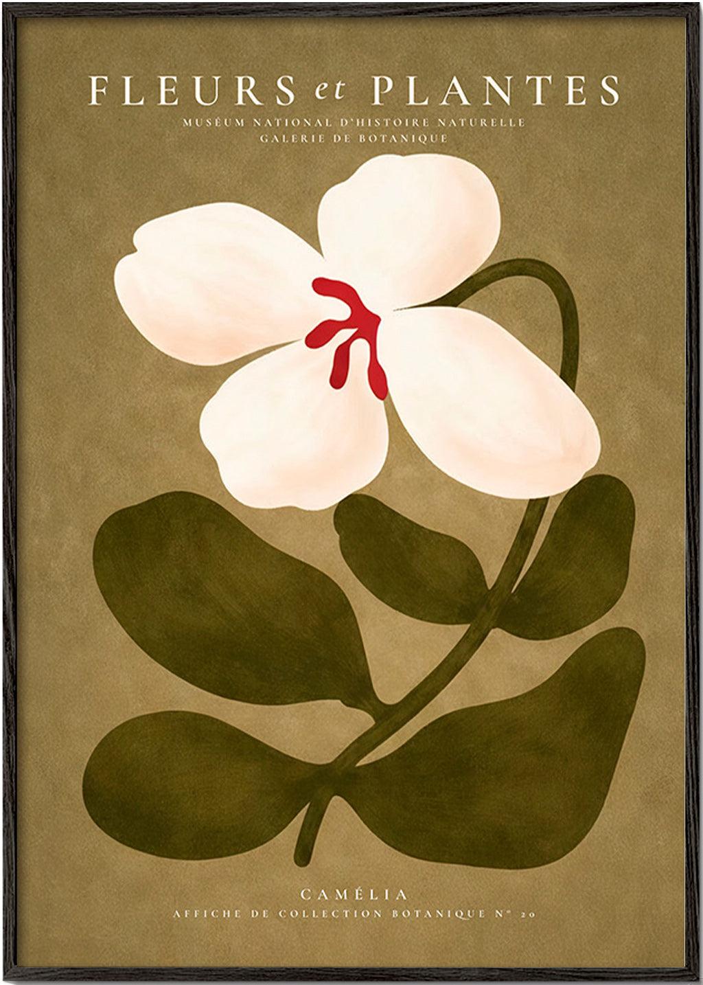 Botanical print: white camellia on olive background