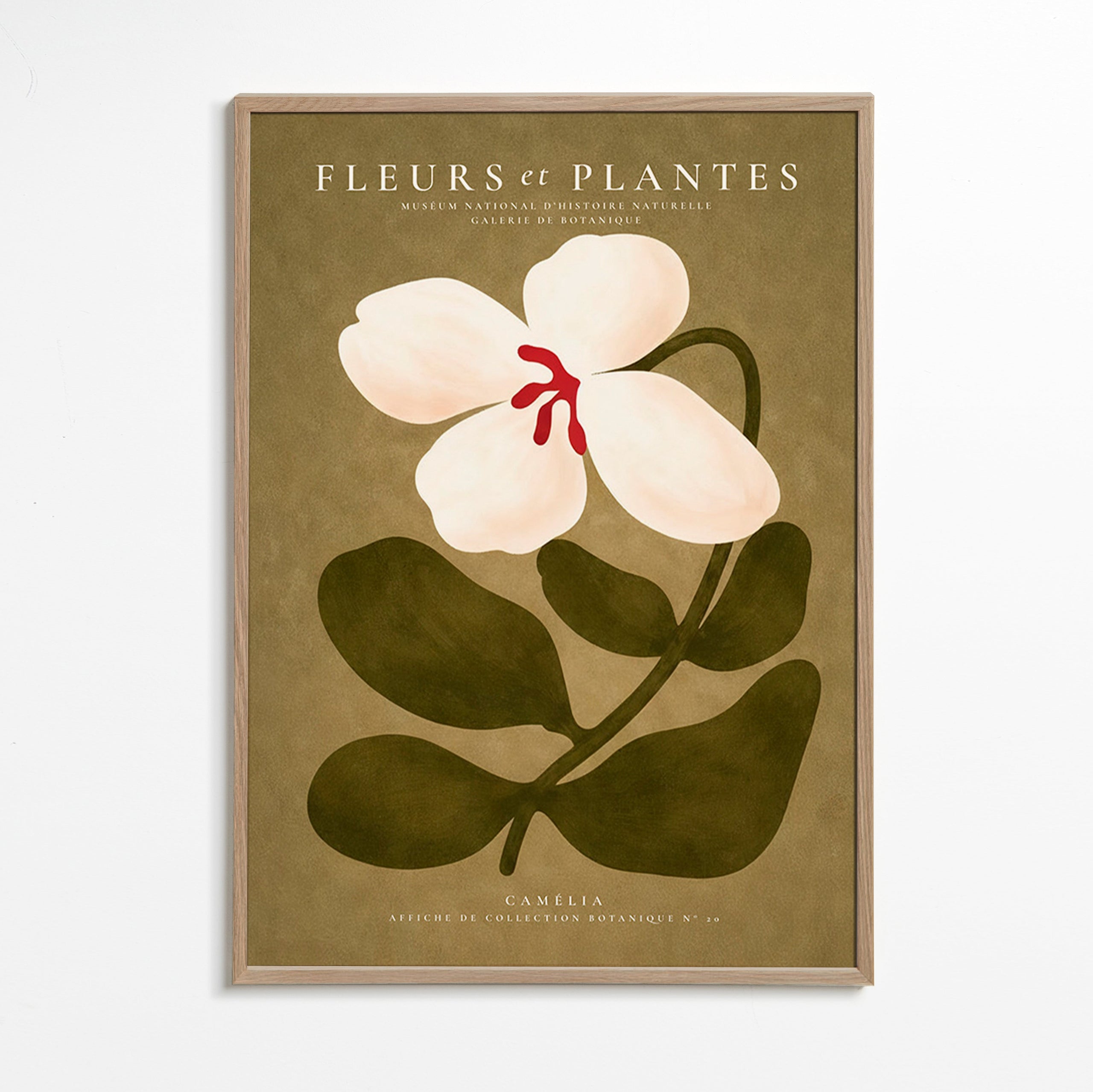 Botanical print: white camellia on olive background