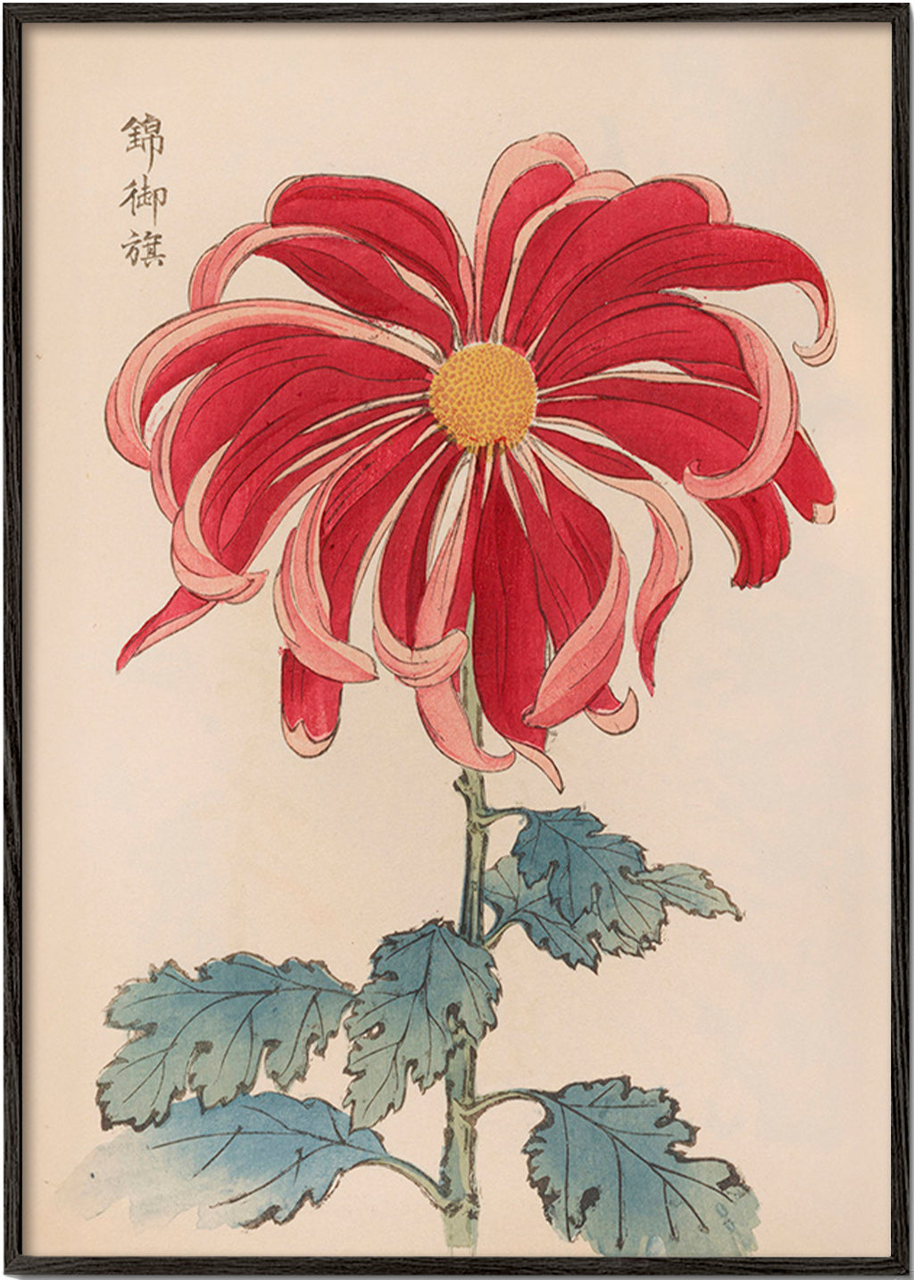 Botanical print Japanese chrysanthemum red