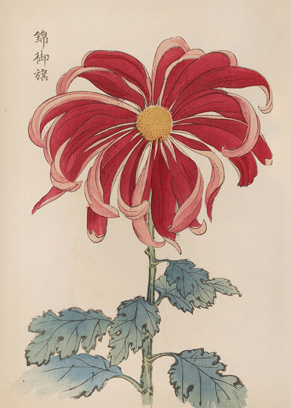 Botanical print Japanese chrysanthemum red